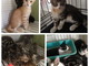 Enpa di Sanremo: tantissimi gattini aspettano di essere adottati