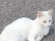 San Lorenzo al Mare: è stato smarrito un gatto si cercano notizie