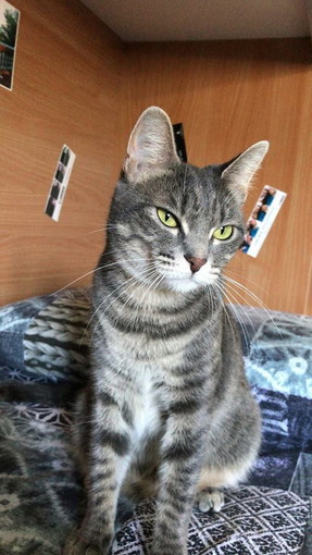 Sanremo: una giovane bellissima gatta ha bisogno di una nuova famiglia