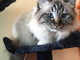 Vallecrosia: è stato smarrito un gatto, l'appello dei suoi proprietari