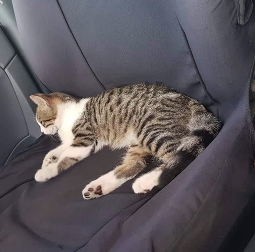 Sanremo: non è rientrato a casa il gatto Marcello, l'appello del proprietario