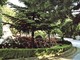 Verde pubblico: 350 mila euro per riqualificazione e mantenimento di giardini, aiuole e aree verdi a Bordighera