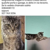 Maine Coon scomparso da oltre 24 ore: l’appello del proprietario
