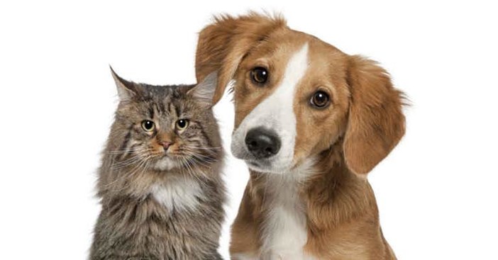 Ventimiglia approva il nuovo regolamento per la tutela e il benessere degli animali