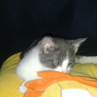 Sanremo: gattino di due mesi è in cerca di una famiglia