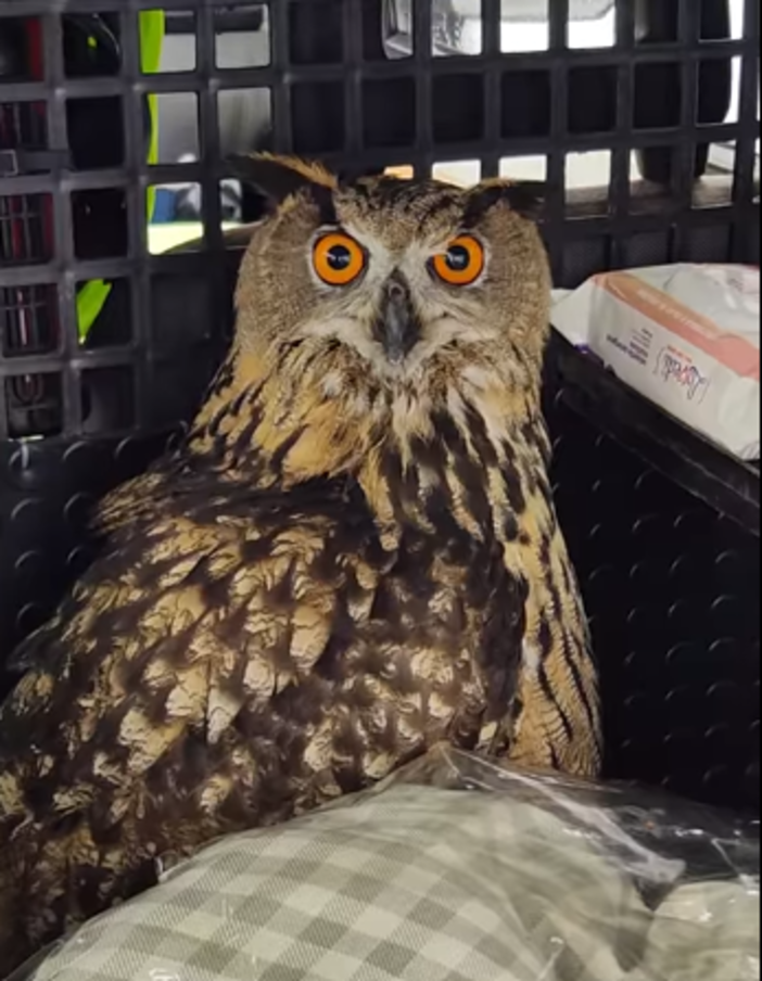 Bordighera, gufo reale ferito salvato da Ambulanze Veterinarie Odv (Foto e video)