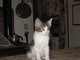 Sanremo: una bellissima gattina aspetta di essere adottata