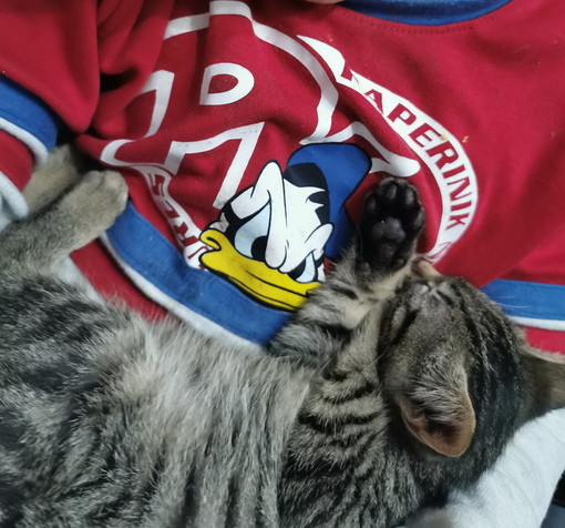 Sanremo: due bellissime gattine aspettano di avere delle nuove famiglie Sanremo: due bellissime gattine aspettano di avere delle nuove famiglie