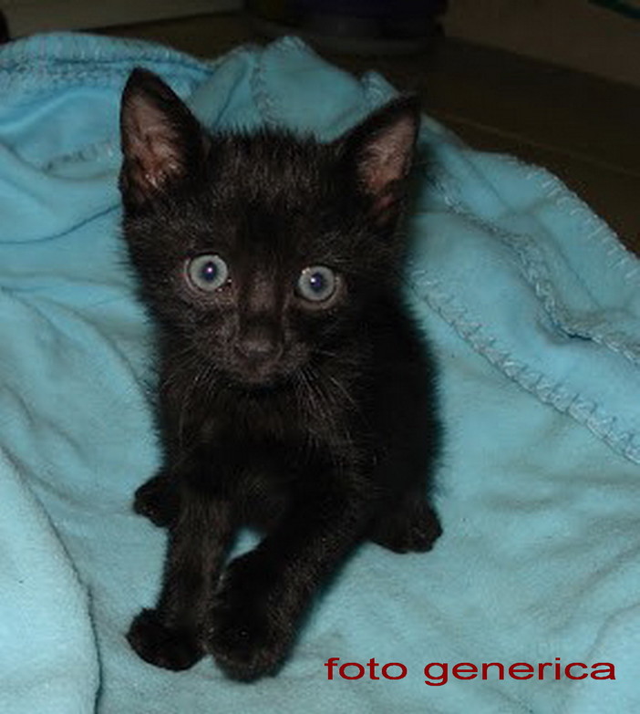 Sanremo: il gattino nero nei giorni scorsi è stato adottato
