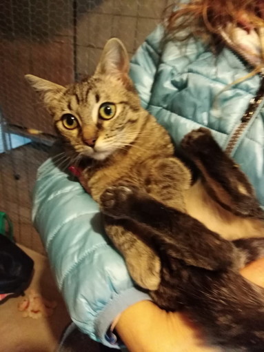 Diano Castello: una gattina di quattro mesi cerca una nuova famiglia