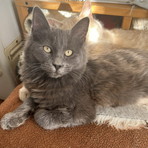 Gattina smarrita a Bordighera: si cerca Mirtilla. Appello urgente ai residenti della zona Montenero Gattina smarrita a Bordighera: si cerca Mirtilla. Appello urgente ai residenti della zona Montenero