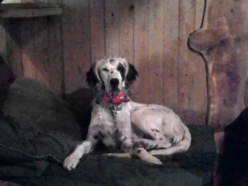 Bajardo: il cane Gighen è stato ritrovato, sollievo per il suo proprietario