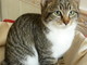 Sanremo: il gattino tigrato nei giorni è stato adottato