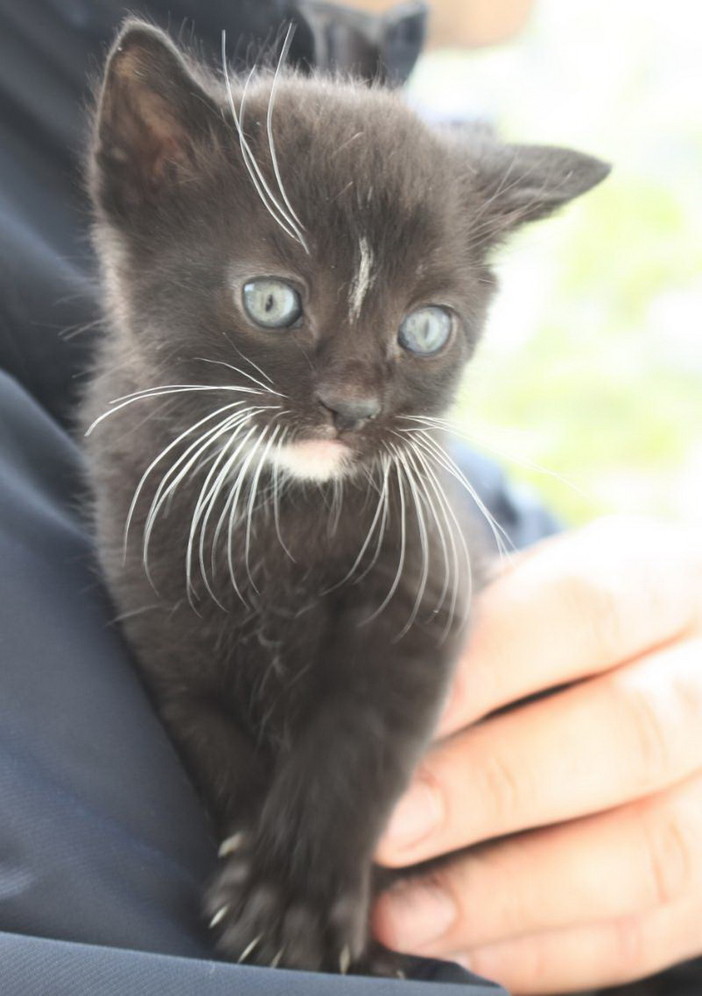 Sanremo: cinque bellissimi gattini aspettano di essere adottati Sanremo: cinque bellissimi gattini aspettano di essere adottati