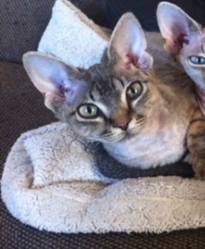 Sanremo: ritrovata gattina devon rex smarrita a settembre Sanremo: ritrovata gattina devon rex smarrita a settembre