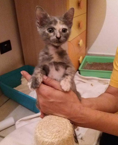 Sanremo:due bellissime gattine aspettano una vostra telefonata per essere adottati Sanremo:due bellissime gattine aspettano una vostra telefonata per essere adottati