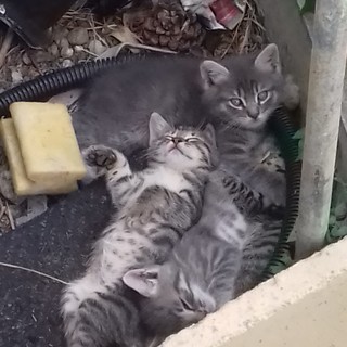 Sanremo: meravigliosi gattini di due mesi cercano una famiiglia che li adotti (foto)