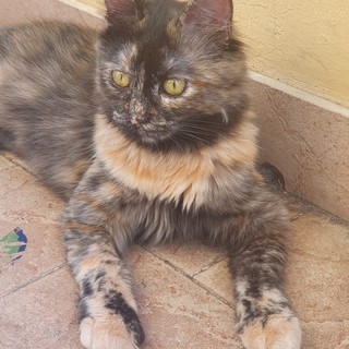 Sanremo: gatto smarrito in via Galileo Galilei, si cerca Piuma Sanremo: gatto smarrito in via Galileo Galilei, si cerca Piuma