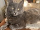Gattina smarrita a Bordighera: si cerca Mirtilla. Appello urgente ai residenti della zona Montenero Gattina smarrita a Bordighera: si cerca Mirtilla. Appello urgente ai residenti della zona Montenero