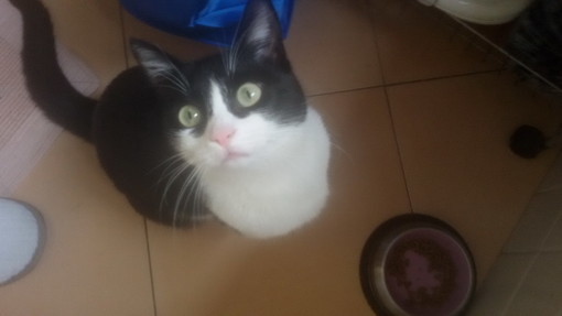Sanremo: smarrita ieri in zona Ospedale la gattina Daisy (foto), l'appello della proprietaria