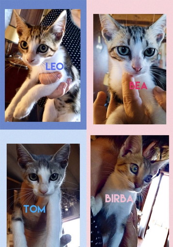 Castellaro: quattro bellissimi gattini cercano nuove famiglie