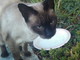 Sanremo: la bellissima gattina siamese è stata già adottata