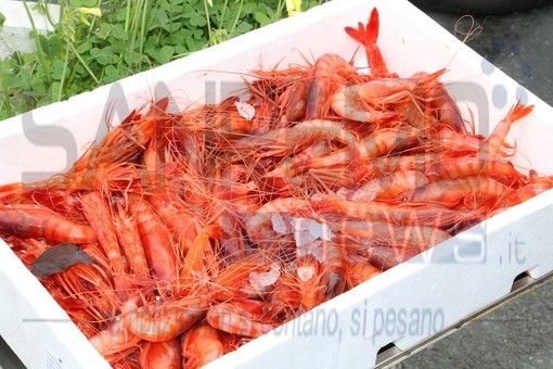 UE, Coldiretti: “Con stop alla pesca del gambero a rischio oltre 200 famiglie” UE, Coldiretti: “Con stop alla pesca del gambero a rischio oltre 200 famiglie”