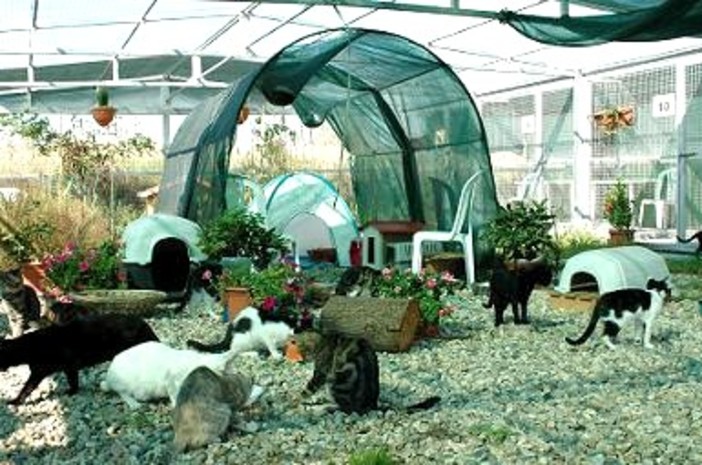 Sterilizzazione colonie feline: fronte unito dei Comuni intemeli, chiesto contributo alla Regione Liguria