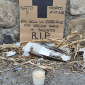 "Da una settimana un gabbiano morto tra i bidoni di strada Marco Gavino": la lettera di un cittadino "Da una settimana un gabbiano morto tra i bidoni di strada Marco Gavino": la lettera di un cittadino