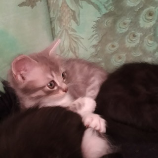 Sanremo: una bellissima gattina è in cerca di una famiglia