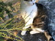 Sanremo: smarrita la gattina Minù in zona San Bartolomeo, l'appello dei proprietari