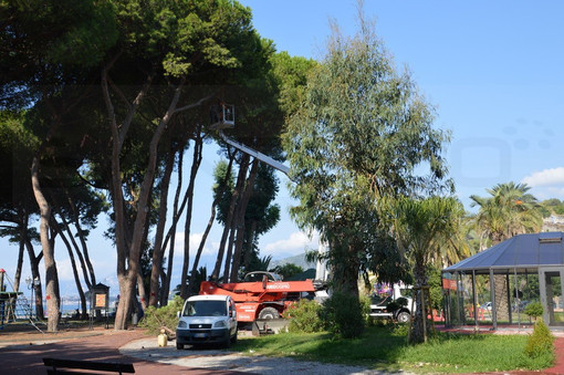 Ventimiglia: approvato il disciplinare per il taglio di pini marittimi pericolanti nei Giardini Tommaso Reggio