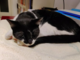 Ospedaletti: è tornato a casa il gatto bianco e nero trovato in via Cavour