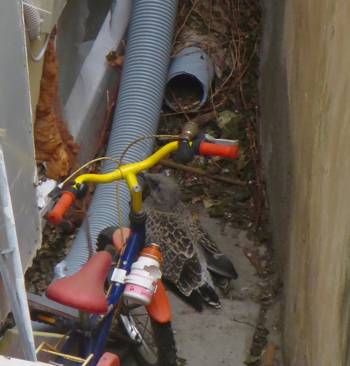 Sanremo: piccolo gabbiano caduto in un cortile, una lettrice auspica intervento per riportarlo nel nido