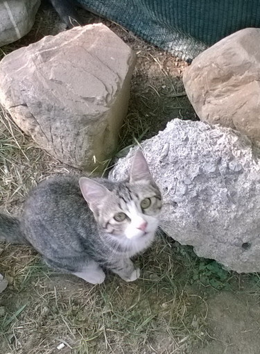 Sanremo: la gattina trovata nel parco giochi di villa del sole è stata adottata