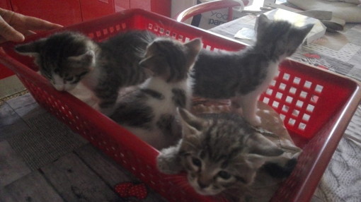 Sanremo: raccolta di cibo per i gatti delle 'colonie feline', iniziativa per aiutare i randagi