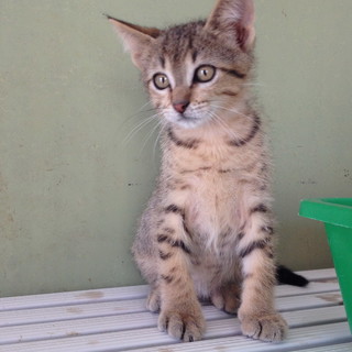 Enpa di Sanremo: il bellissimo gattino Pesciolino è stato adottato Enpa di Sanremo: il bellissimo gattino Pesciolino è stato adottato