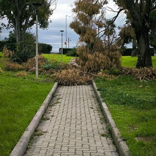 Ventimiglia, rami caduti nei giardini Martiri delle Foibe. Scullino: "Due mesi in questo stato"
