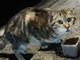 Sanremo: un gatto trovato in via Fiume si cercano i suoi proprietari