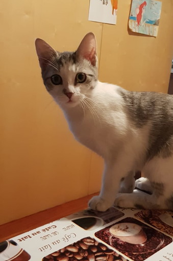 Sanremo: è stato smarrito in strada San Giusto il gatto Mimì, l'appello dei proprietari