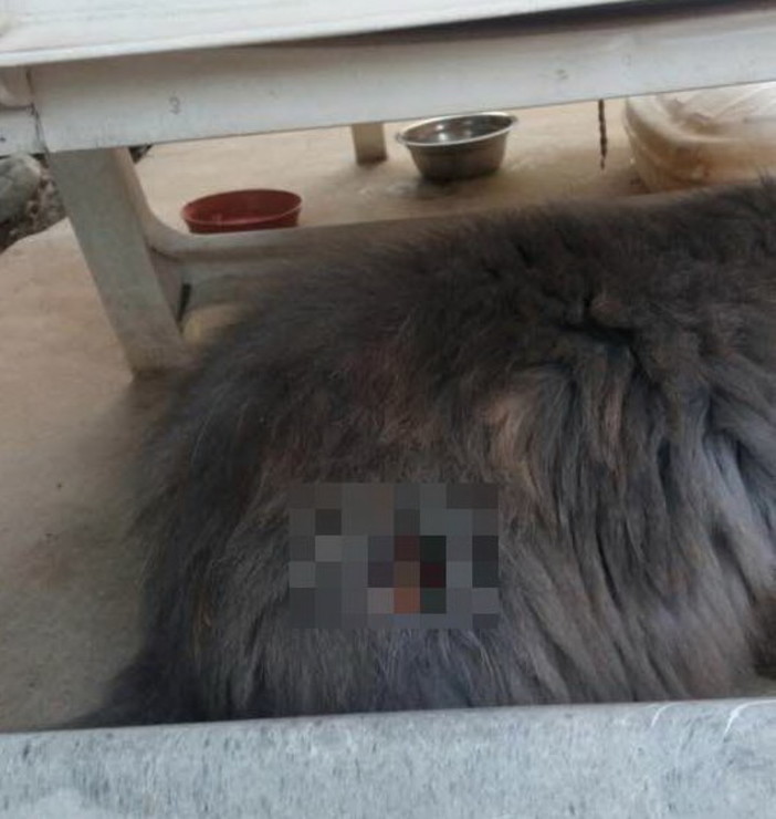 Ventimiglia: dopo due giorni un gatto torna a casa trafitto da parte a parte. Brutte tradizioni, o solo tanta cattiveria?