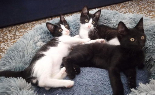 Sanremo: tre dolcissimi gattini sono in cerca di nuove famiglie