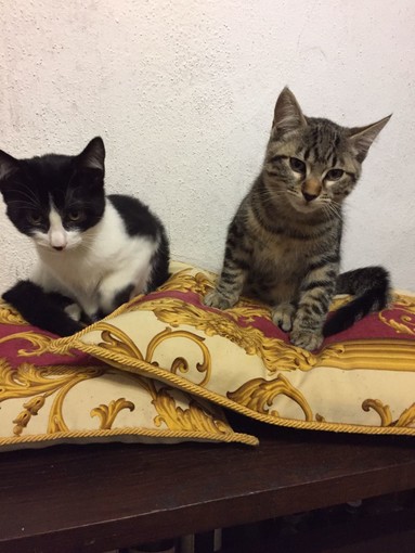 Sanremo: due gattini un maschio e una femmina hanno bisogno di essere adottati