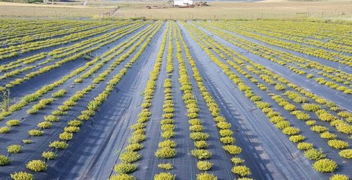 Sanremo: domani al CREA FSO, primo giorno dell’incontro transnazionale del progetto 'Herbartis'