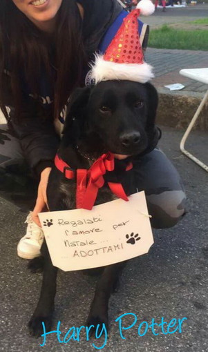 Enpa di Sanremo: Harry Potter Vi augura Buon Natale aspetta e Vi aspetta per avere anche lui una famiglia