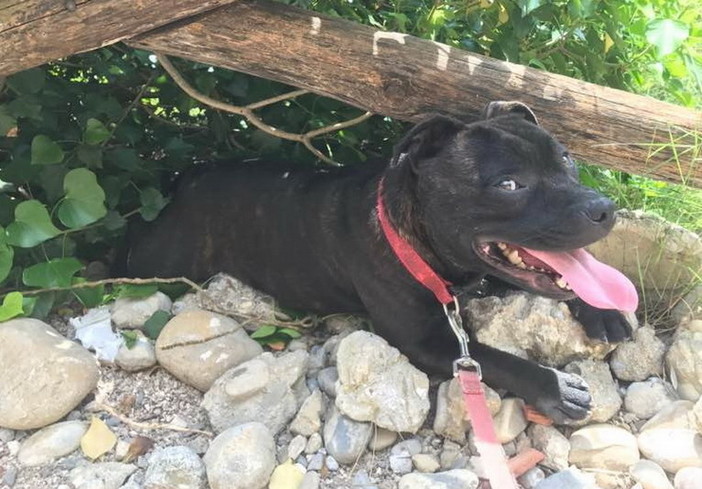 Ventimiglia: una femmina di razza staffordshire bull terrier ha bisogno di una nuova famiglia