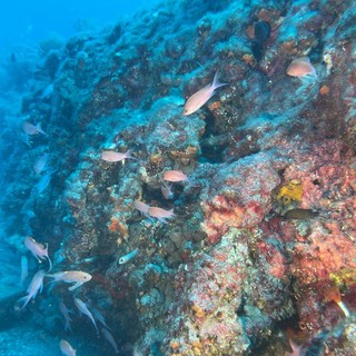 Giornata mondiale degli oceani, nuova immersione ai 'Tuvi' del Bordighera Blu Park Giornata mondiale degli oceani, nuova immersione ai 'Tuvi' del Bordighera Blu Park
