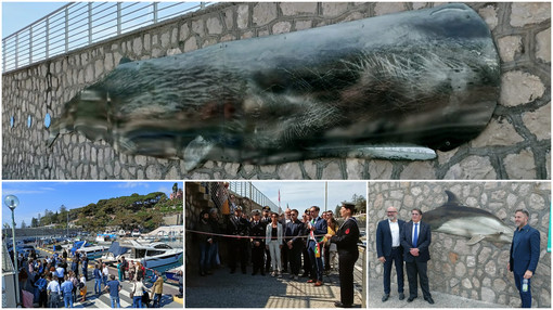 Bordighera inaugura “Pelagos Discovery”, museo a cielo aperto per scoprire e conoscere i cetacei del nostro mare (Foto e video)