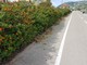 Sanremo: il Comune affida i lavori per la manutenzione della pista ciclabile e delle aree cani Sanremo: il Comune affida i lavori per la manutenzione della pista ciclabile e delle aree cani