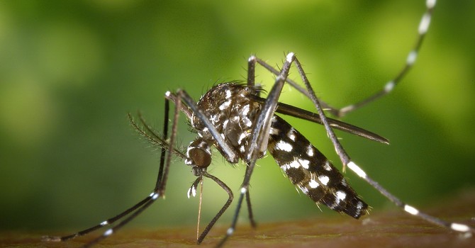 Dengue autoctona a Sanremo, scatta la disinfestazione straordinaria: coinvolti i luoghi frequentati da un turista Dengue autoctona a Sanremo, scatta la disinfestazione straordinaria: coinvolti i luoghi frequentati da un turista